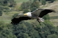 Vautour percnoptere-03